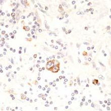 北京康為世紀(jì)生物科技 引領(lǐng)前沿生物科技，賦能健康未來(lái)